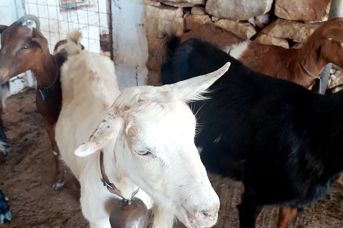 Naxos Farm Experience - Positive Guest Experiences and Reviews
