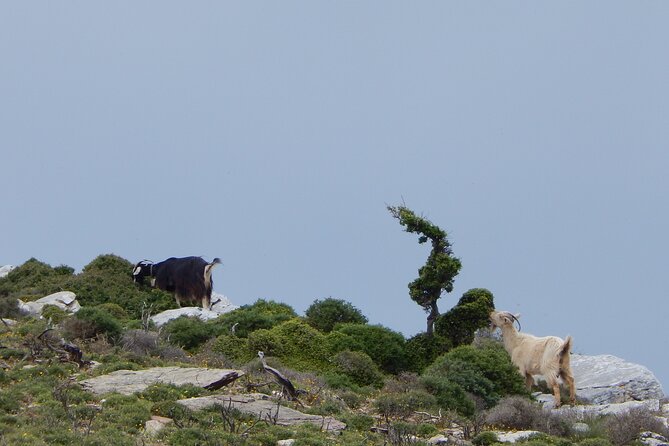 Naxos: Hike to the Top of the Cyclades - Mount Zas - Guided Hike Experience
