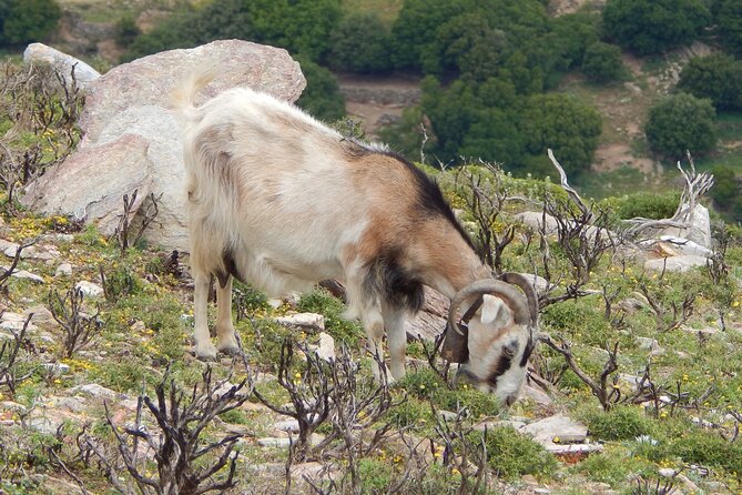 Naxos: Hike to the Top of the Cyclades - Mount Zas - Meeting and Pickup