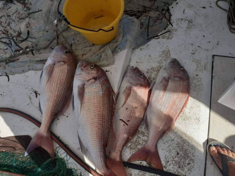 Naxos: Private Fishing Boat Trip With Fresh Onboard Meal - Destination Islands