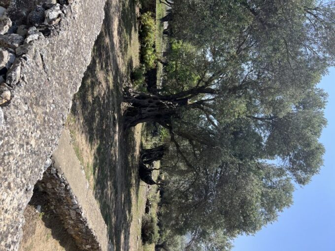 Naxos Private Tour 4 Hours - Chalki Village, Kaloxylos, and Apeiranthos Village