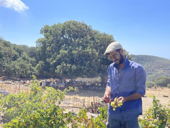 Naxos: Private Vineyard Tour & Wine Tasting With an Expert - Inclusive Tour Experience