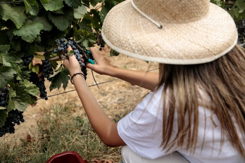 Naxos: Terra Grazia Winery Vineyard Tour and Wine Tasting - Booking Information