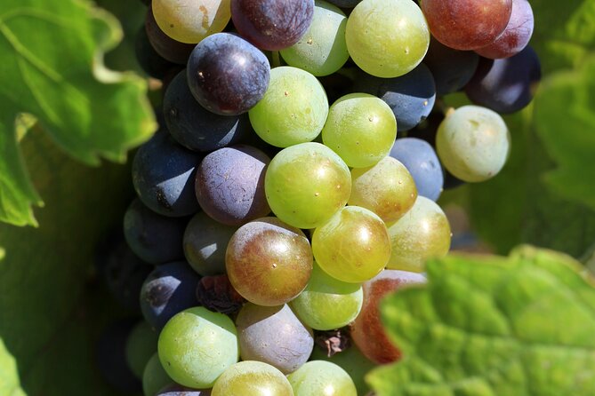 Naxos Wine & Culture Tour - Quick Points