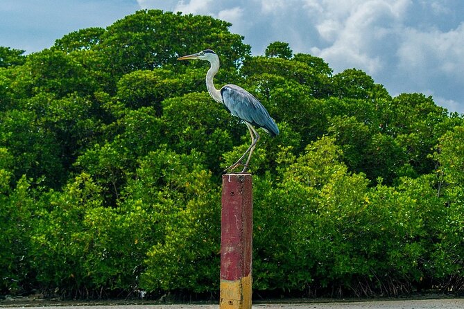 Negombo City Tour - Pricing and Availability