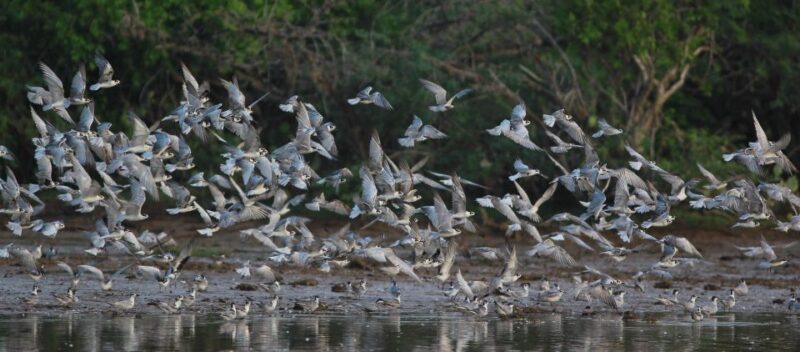 Negombo: Dutch Canal, Negombo Lagoon, Muthrajawela Boat Tour - Highlights of the Experience