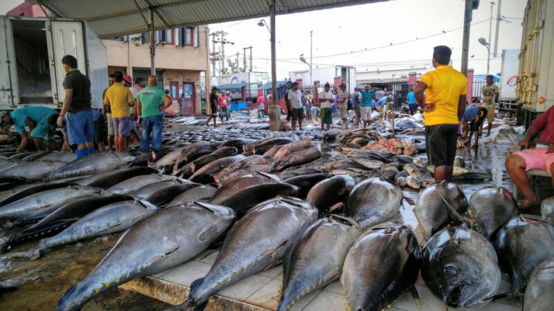 Negombo: Fishing Village Highlights Tour in a Tuk-Tuk - Customer Feedback