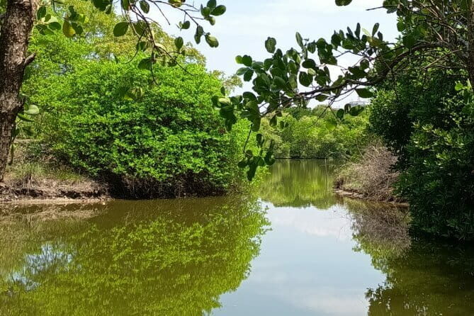 Negombo Lagoon Boat Safari Hotel Pickup(Monkey,Mangrove) - The Overall Experience: What Travelers Say