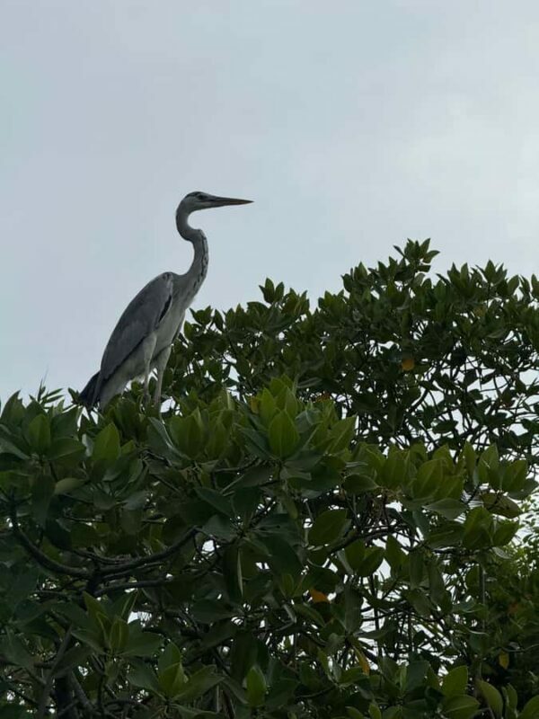Negombo Lagoon & Dutch Canal Sunset Boat Tour - Price & Value