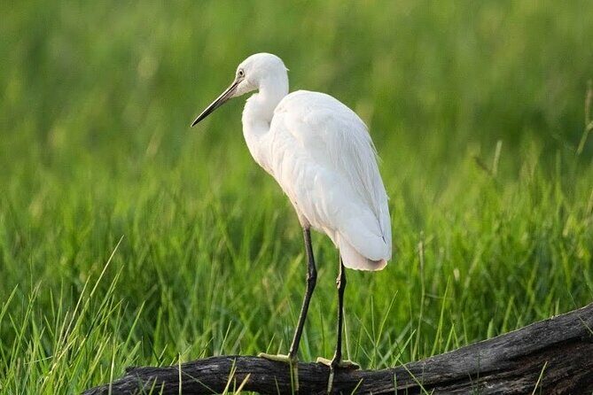 Negombo Lagoon & Muthurjawela Bird Watching Boat Tour - Walking Through the Itinerary: What to Expect