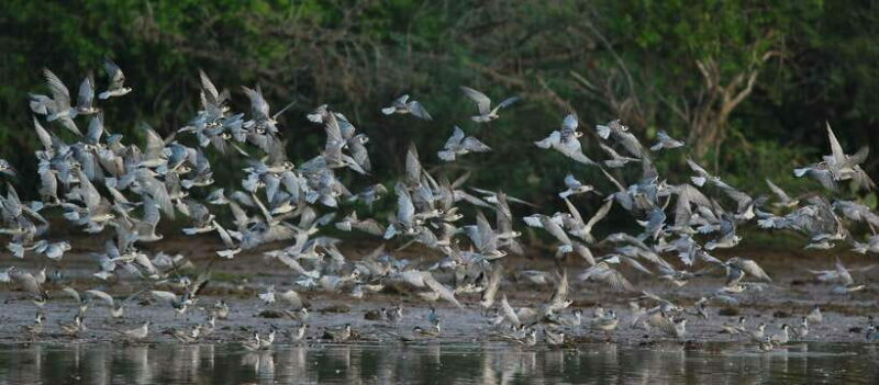 Negombo:Dutch Canal, Lagoon, Muthurajawela Private Boat Tour - A Detailed Look at the Experience