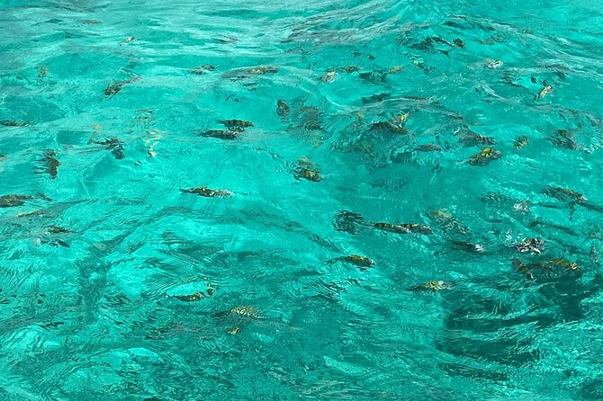 Negril and Ricks Cafe Sunset Tour With Boat Ride and Snorkeling - Transportation and Pickup