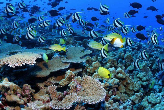 Negril Glass Bottom Boat Tour Snorkeling and Booby Cay - An Honest Breakdown of the Tour Experience