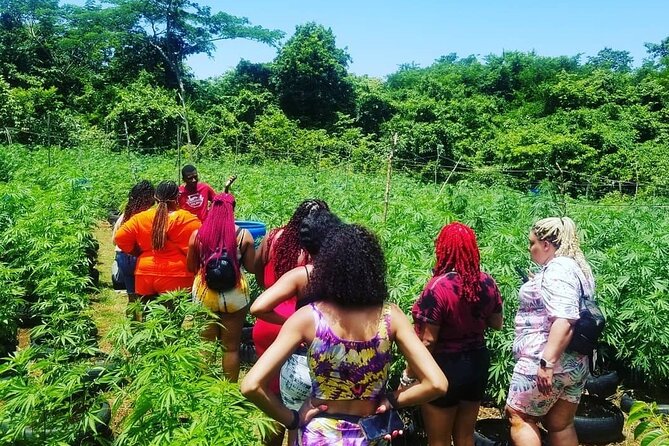 Negril Guided Day Tour:7 Mile Beach and Sunset at Ricks Cafe - Highlights of the Day