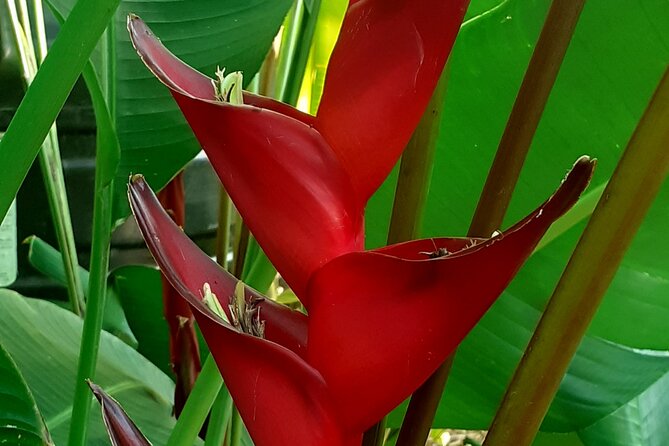 Negril Hilite Ricks Cafe and Humming Garden From Montego Bay - Recommended Items
