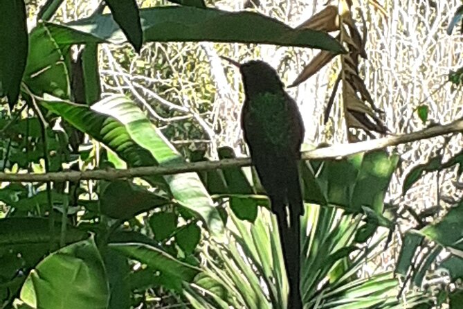 Negril Hilite Ricks Cafe and Humming Garden From Montego Bay - Questions About Your Stay