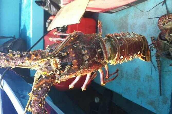 Negril Lobster Lunch on Booby Cay & Snorkeling To a Sunken Cannon - The Sum Up: Is This Tour Right for You?