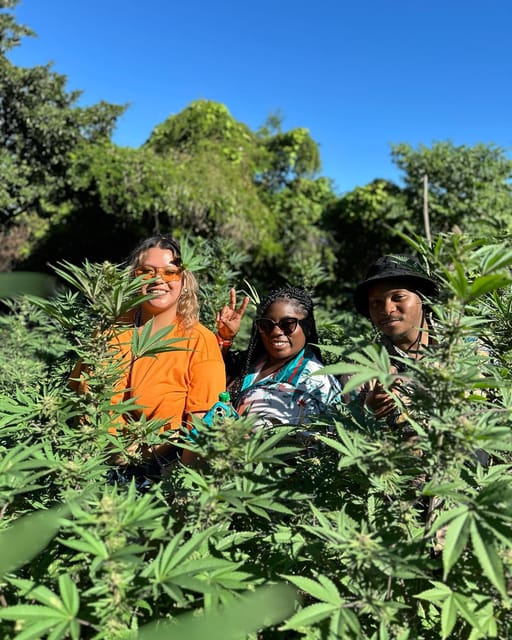 Negril Marijuana Farm, Mineral Spring and Ricks Cafe Tour - Recap