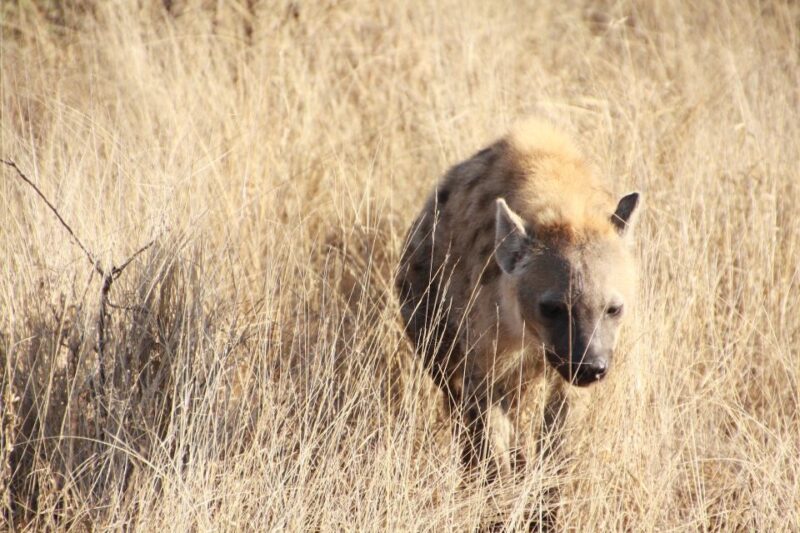 Nelspruit City Tour - Kruger National Park Safari