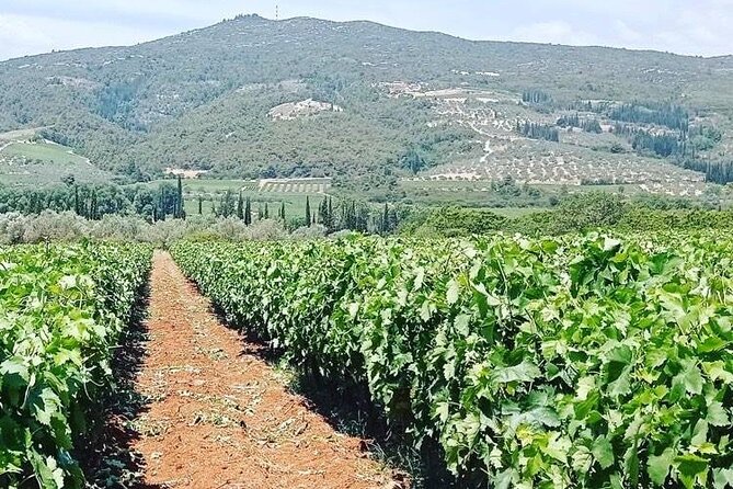 Nemea Wine Tour From Athens, Nafplio or Nemea With Oenologists - Booking Information