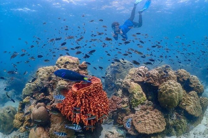 Nemo Island Experience With Drone Photos and Lunch - Aerial Photography Highlights