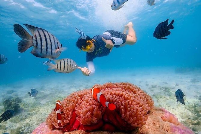 Nemo Island Experience With Drone Photos and Lunch - Snorkeling and Water Activities