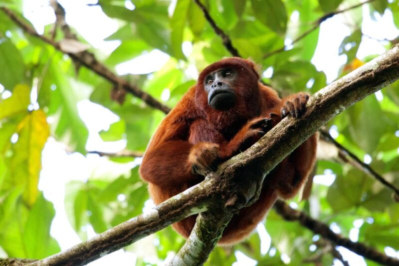 Neotropical Forest 2 Days - Itinerary Summary