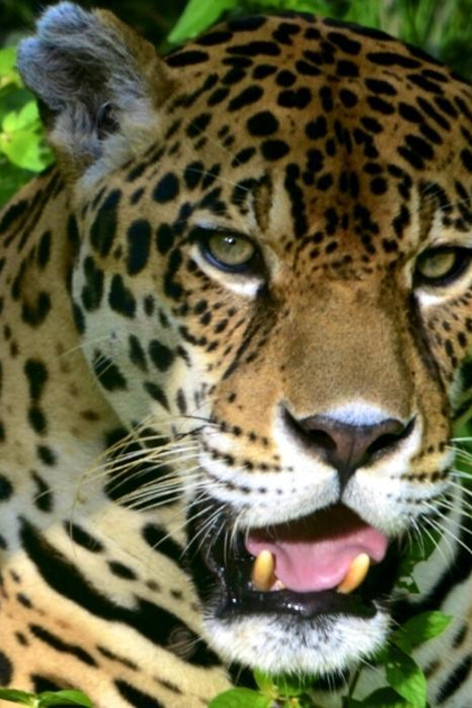 Neotropical Jungle 2 Days - Key Points