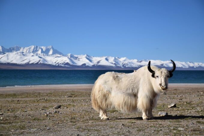 Nepal Tibet Tour 8 Days - Frequently Asked Questions