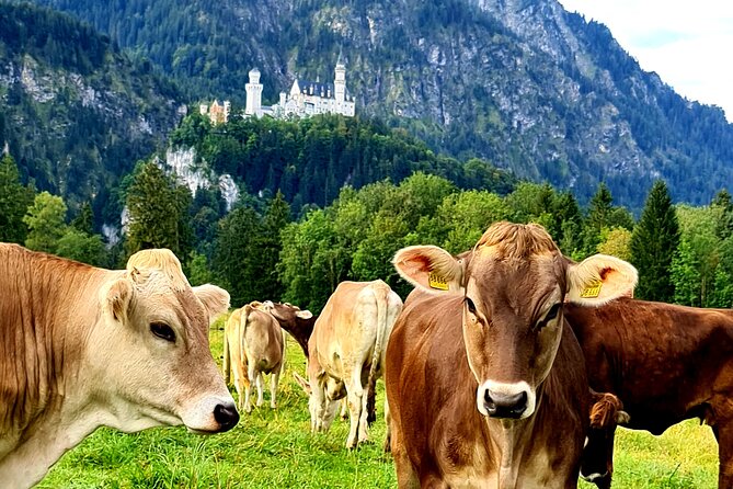 Neuschwanstein Castle Tour With Skip the Line From Hohenschwangau - Tour Policies and Accessibility