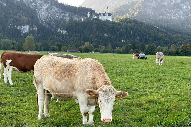 Neuschwanstein & Linderhof Castle - Private Tour From Munich - Customer Reviews
