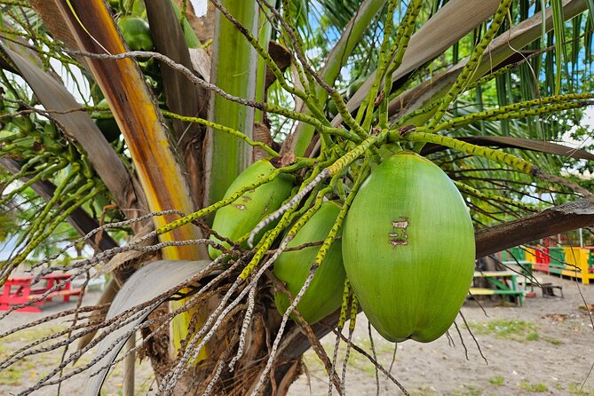 Nevis Island Road Trip - Booking Your Stay