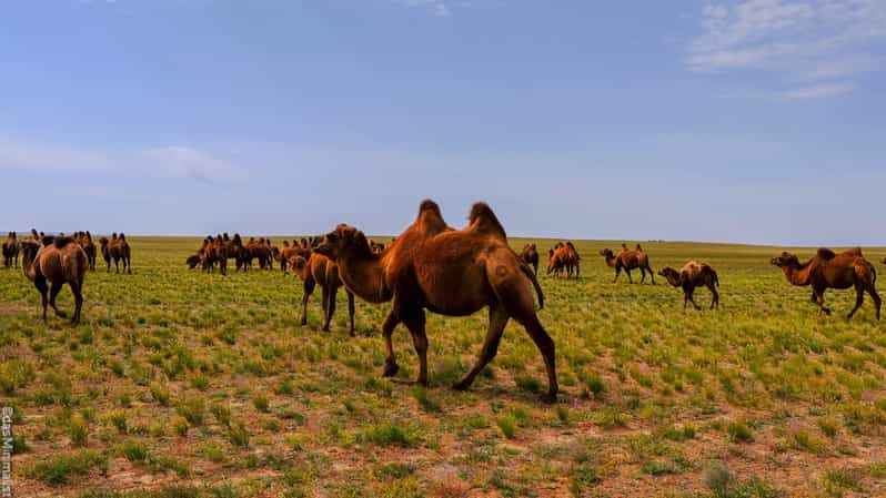 New Cultural Experience With Nomad Family at Semi Gobi - Activities and Experiences