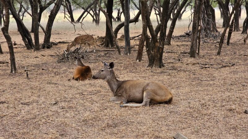 New Delhi, Varanasi, the Taj Mahal, Tigers & Rajasthan !! - Itinerary Highlights