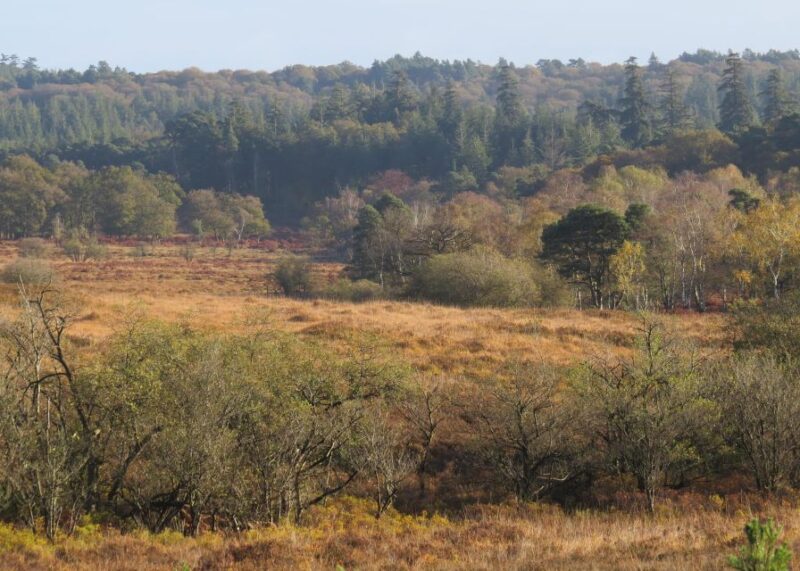 New Forest Explorer Walk (Hampton Ridge) - Key Points