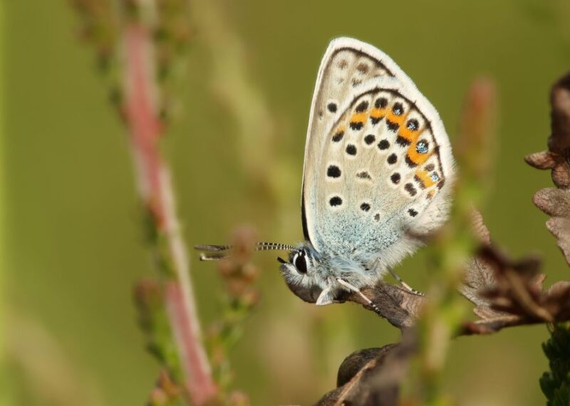 New Forest Explorer Walk (Hampton Ridge) - Meeting Point