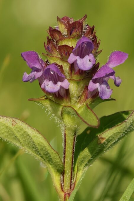 New Forest Explorer Walk (Hampton Ridge) - Getting There