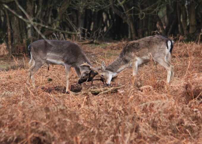 New Forest Explorer Walk (Hampton Ridge) - Wildlife and Habitats