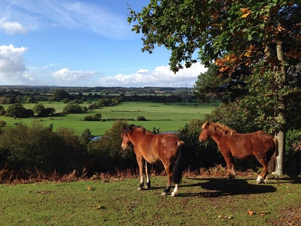 New Forest Tour App, Hidden Gems Game and Big Britain Quiz (7 Day Pass) UK - About Your Stay