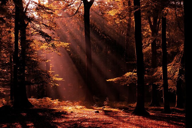New Forest Tour App, Hidden Gems Game and Big Britain Quiz (7 Day Pass) UK - Flexibility and Accessibility