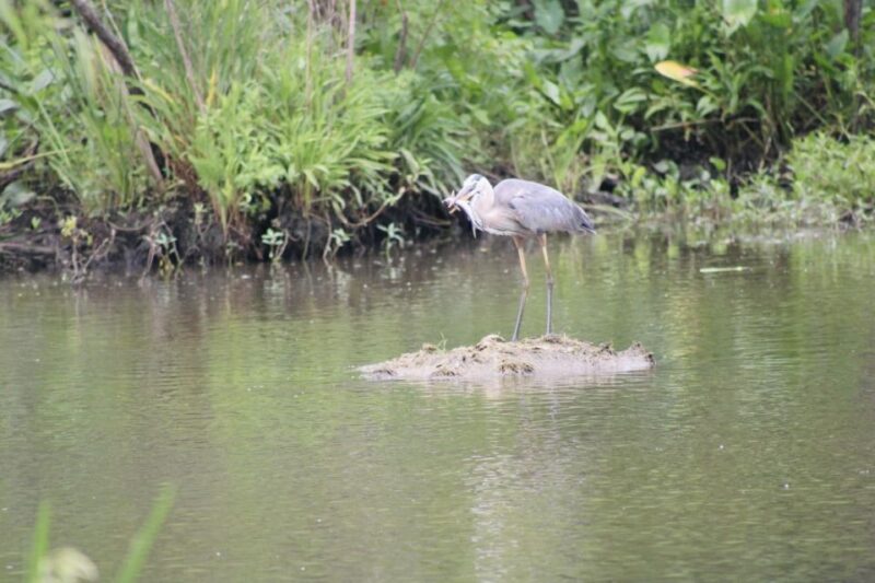 New Orleans: 10 Passenger Airboat Swamp Tour - Tour Experience and Highlights