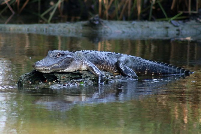 New Orleans Airboat Ride - Customer Reviews