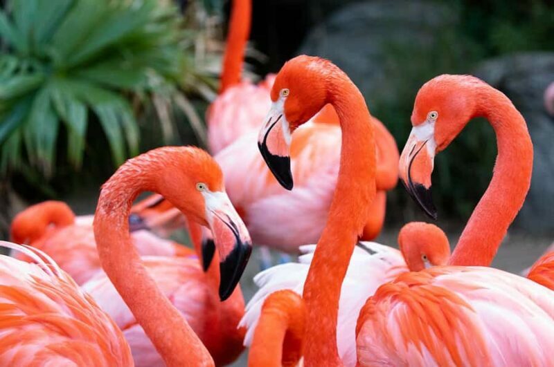 New Orleans: Audubon Zoo or Combo Ticket - Key Points