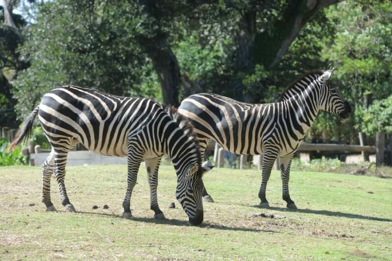 New Orleans: Audubon Zoo or Combo Ticket - The Value of the Experience