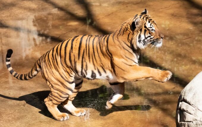 New Orleans: Audubon Zoo Ticket and Combination Option - Visitor Information and Policies