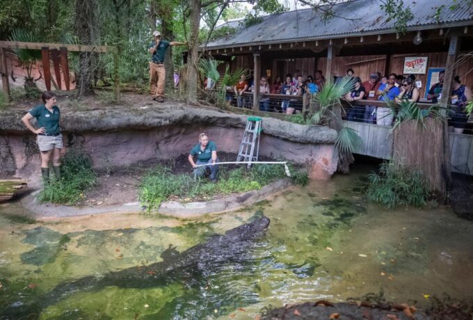 New Orleans: Audubon Zoo Ticket and Combination Option - Customer Reviews and Feedback