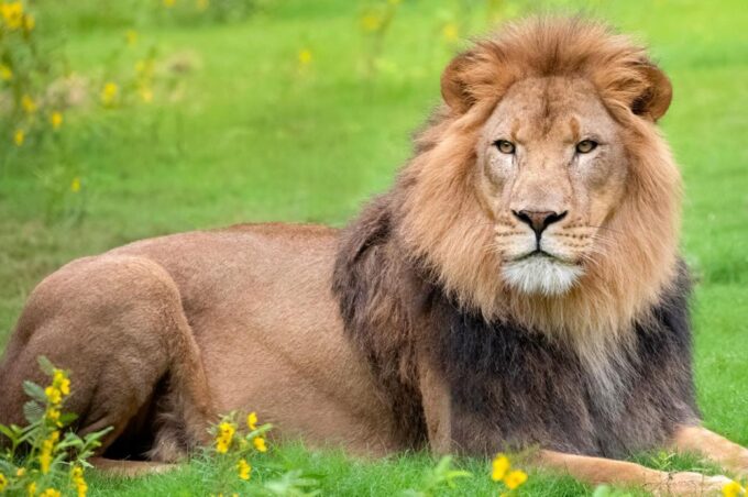 New Orleans: Audubon Zoo Ticket and Combination Option - Booking and Cancellation Details