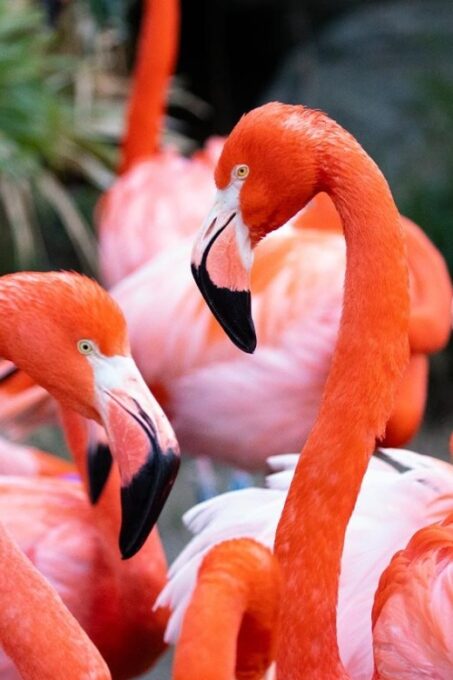 New Orleans: Audubon Zoo Ticket and Combination Option - Frequently Asked Questions