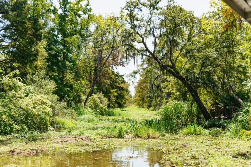 New Orleans: Bayou Tour in Jean Lafitte National Park - Inclusions