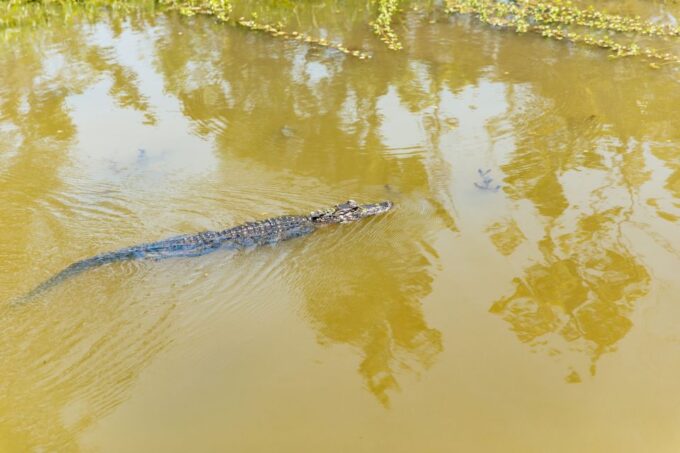 New Orleans: Bayou Tour in Jean Lafitte National Park - Getting There
